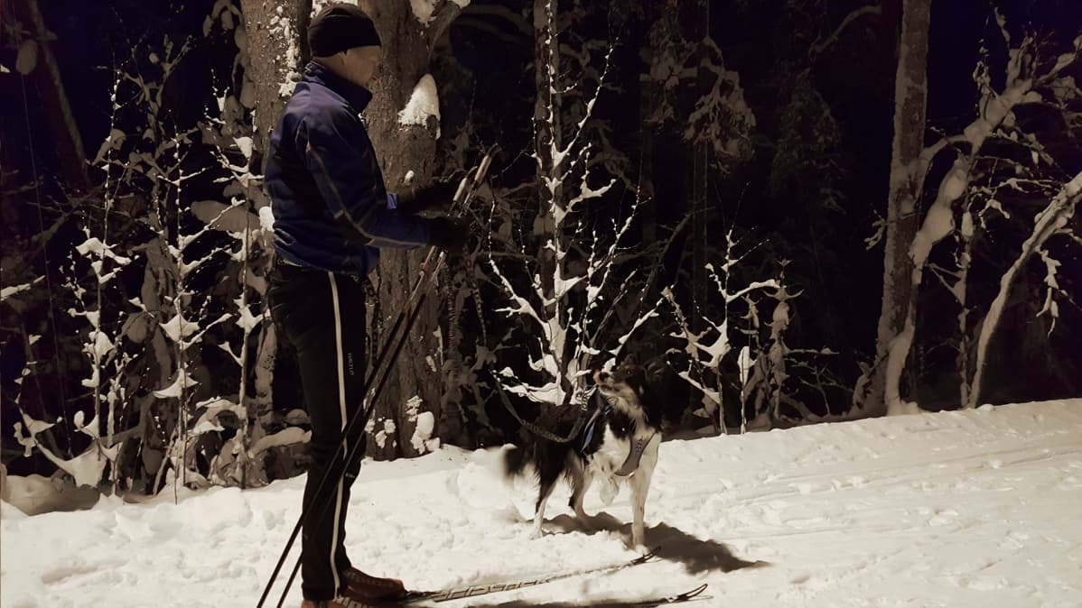 Koirahiihto Pertti Himanen ja Nilkki lähdössä hiihtämään