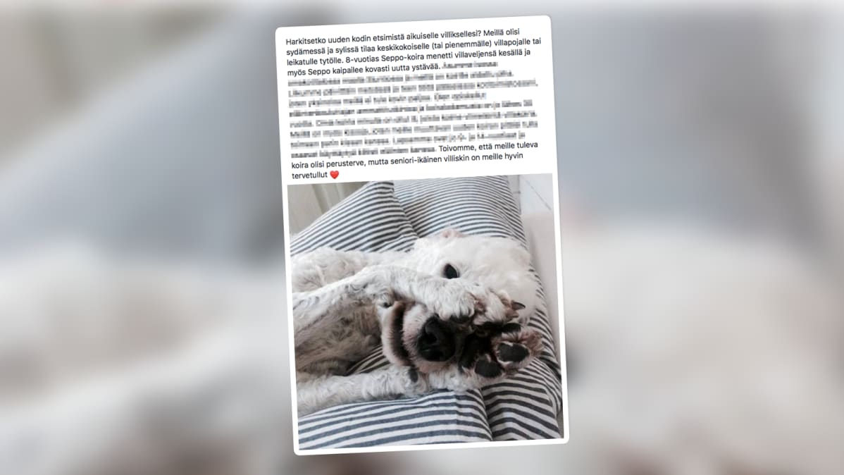nettileike koiran treffi-ilmoituksesta