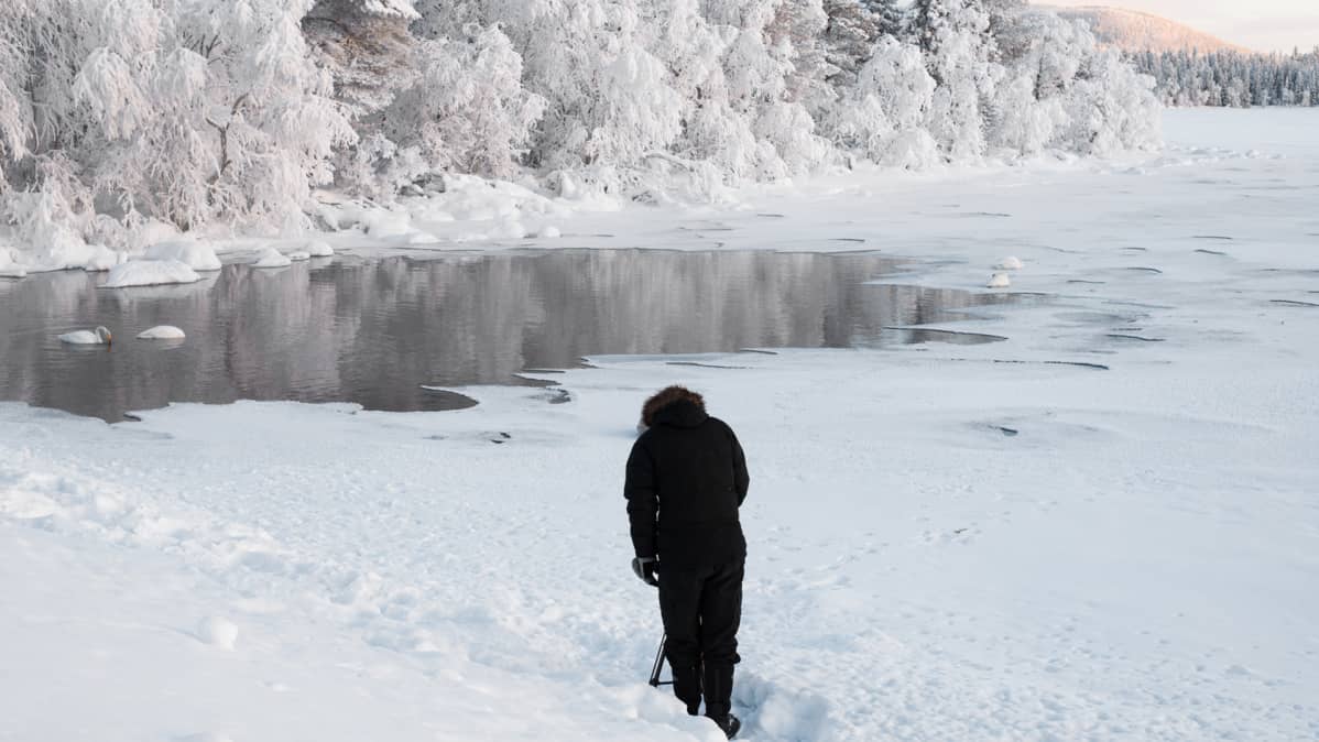 Kutunivan joutsenia on helppo kuvata. Autolla pääsee aivan viereen eivätkä joutsenet arkaile kuvaajia.