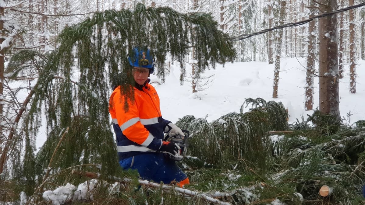 elvera sähkövika verkostoasemantaja