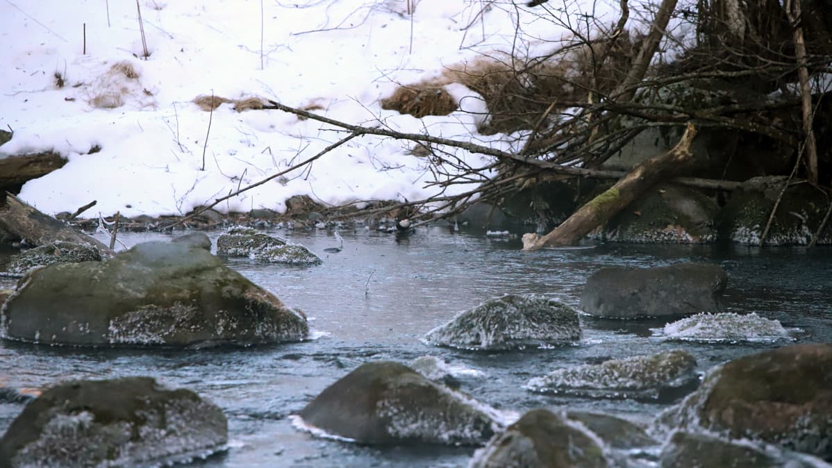 Koskikara talvella Hauhon Vihavuoden kosken rannassa.