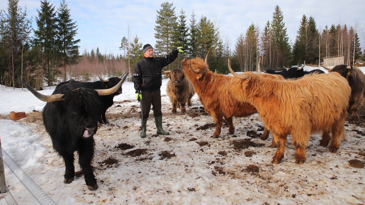 Isäntä Hannu Vetikko esittelee highland-karjaa aitauksessa.