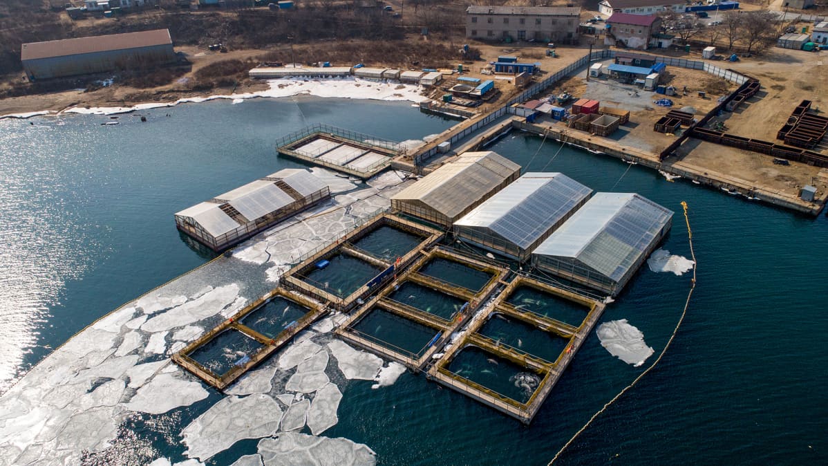 Ilmakuva alueesta 1. maaliskuuta, jolla laittomasti pyydystettyjä miekka- ja maitovalaita on pidetty ja pidetään vangittuina Nakhodkan kaupungin lähistöllä Itä-Venäjällä tarkoituksena myydä niitä Kiinan huvipuistoihin.