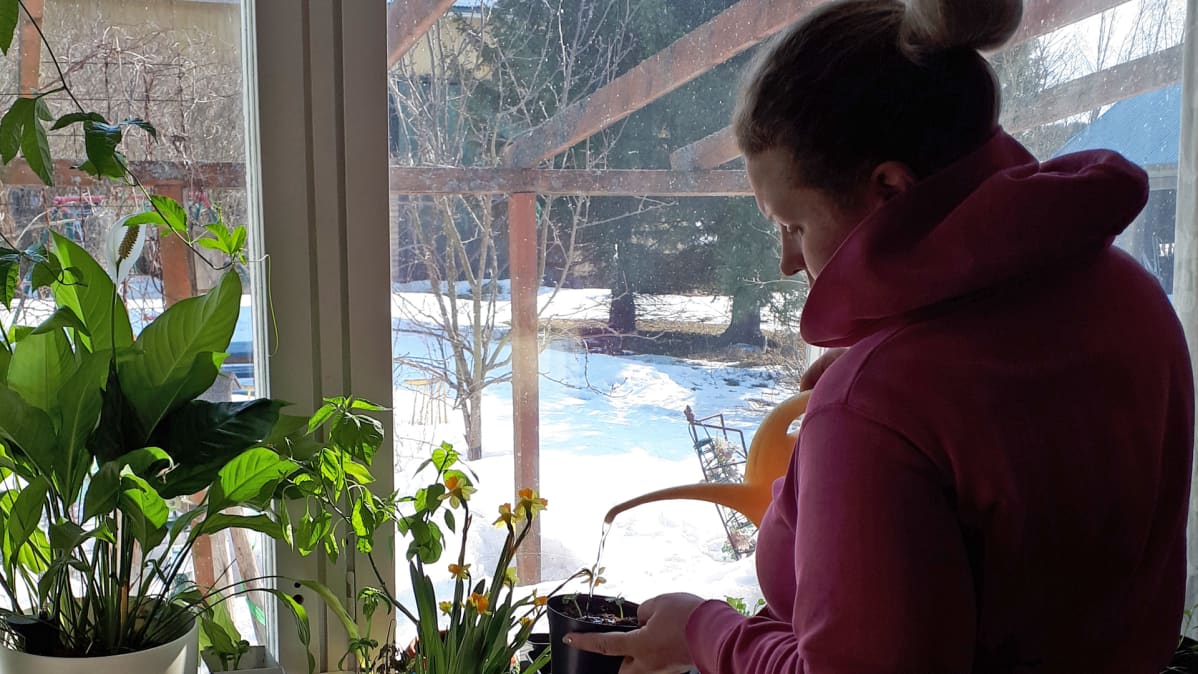 Hailuotolainen Iiris Poukkanen kastelee kukkia, koska ei päässyt aamulla töihin