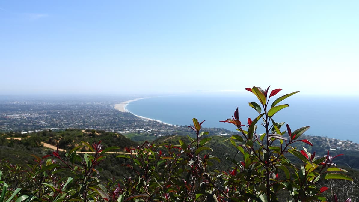Pensaiden taustalla Santa Monica ja meri.