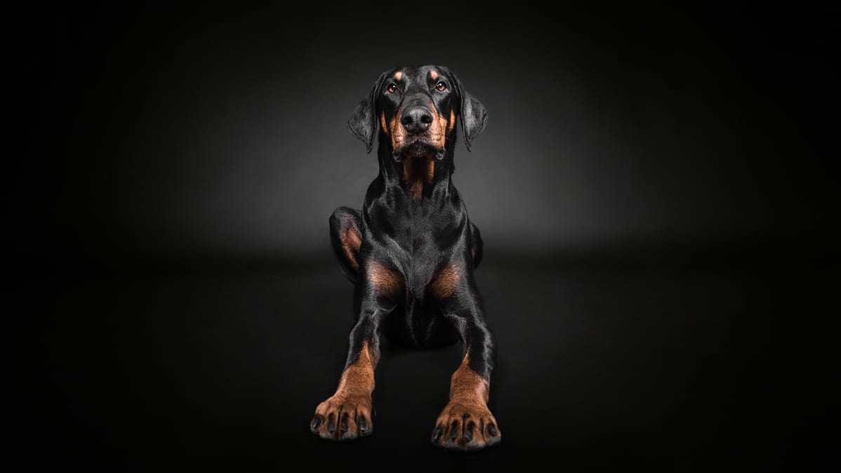 Musta komea dobermanni