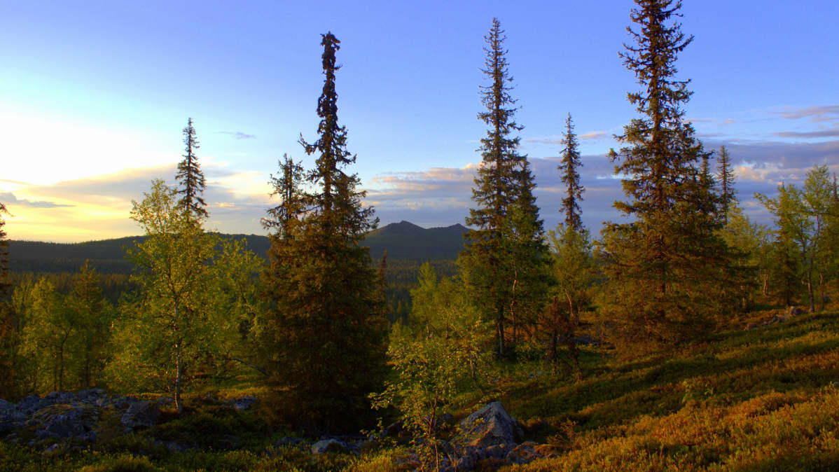Korvatunturi ruskamaisemassa