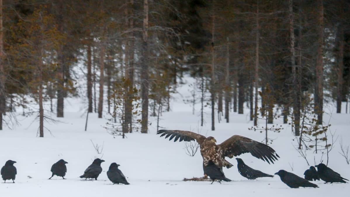 Korppeja ja merikotka ruokintapaikalla