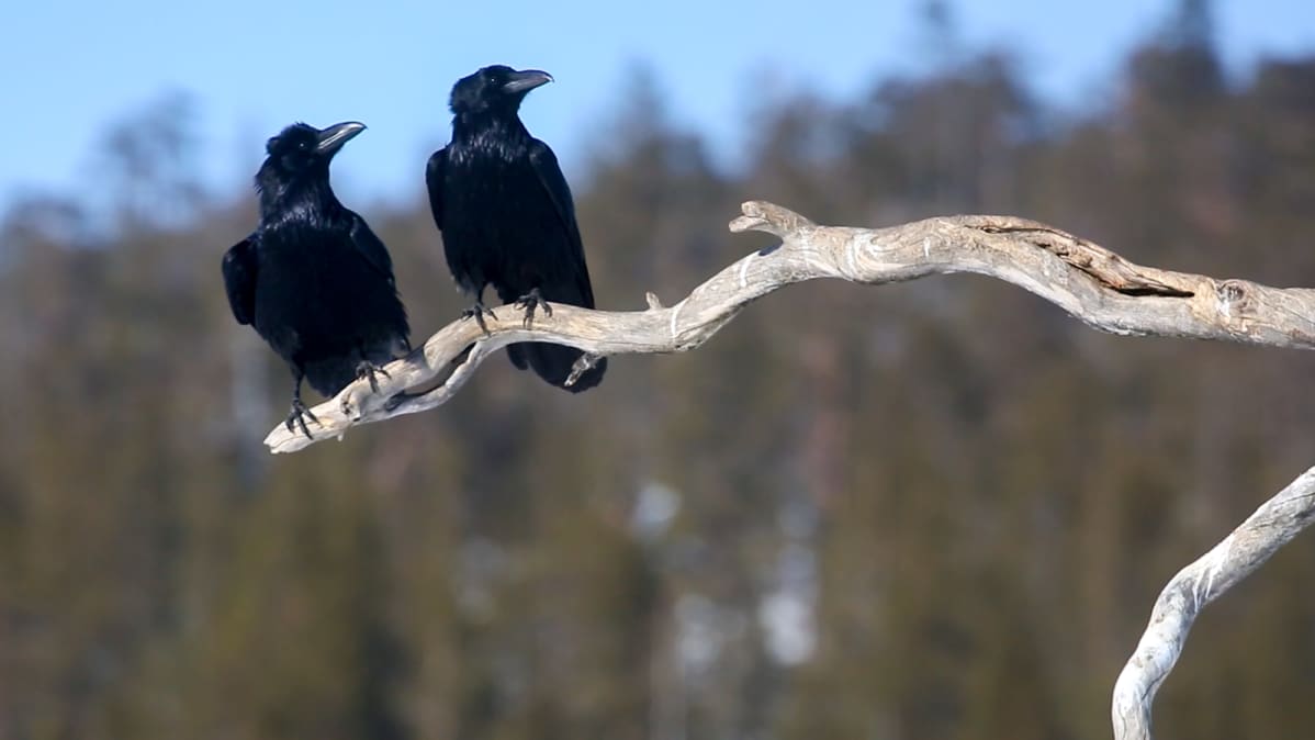 Korpit viihdyttävät kotkan odottajaa ruokintapaikalla.