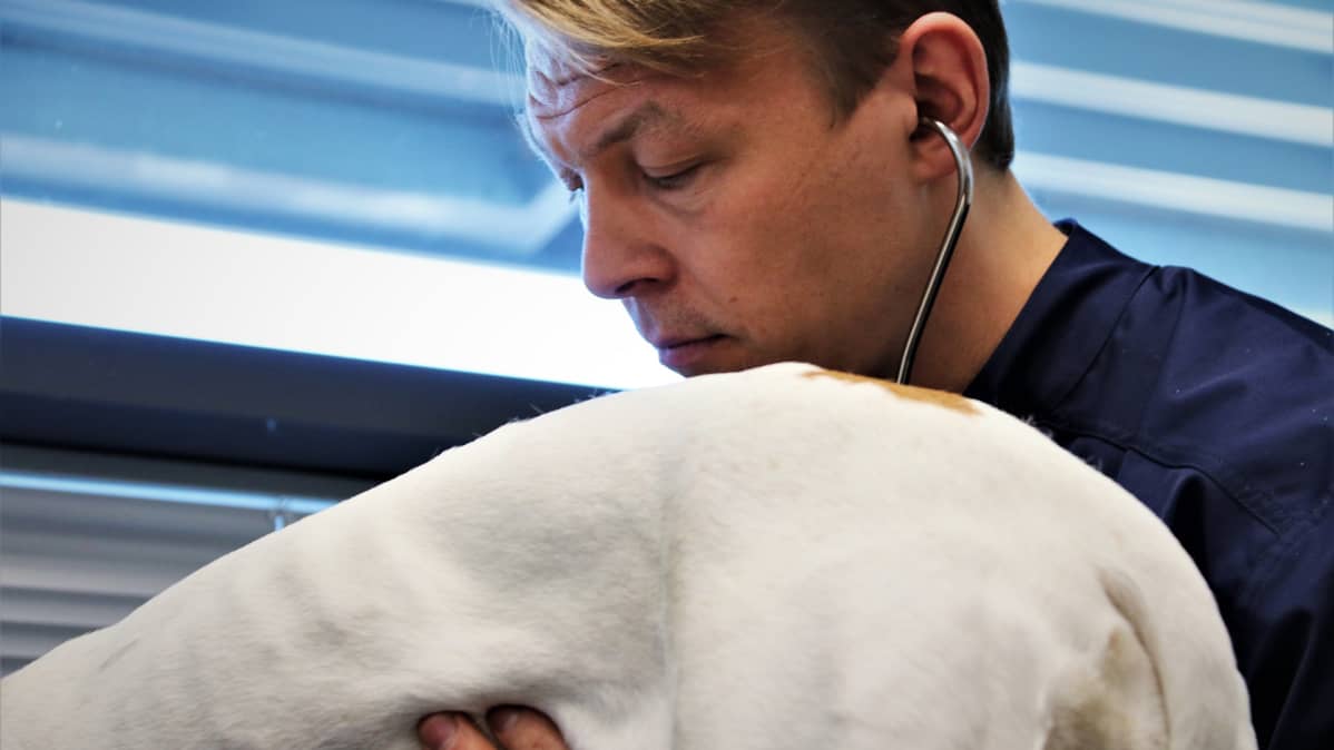 Eläinlääkäri Jaakko Väyrynen tutkii koiran vatsaa.