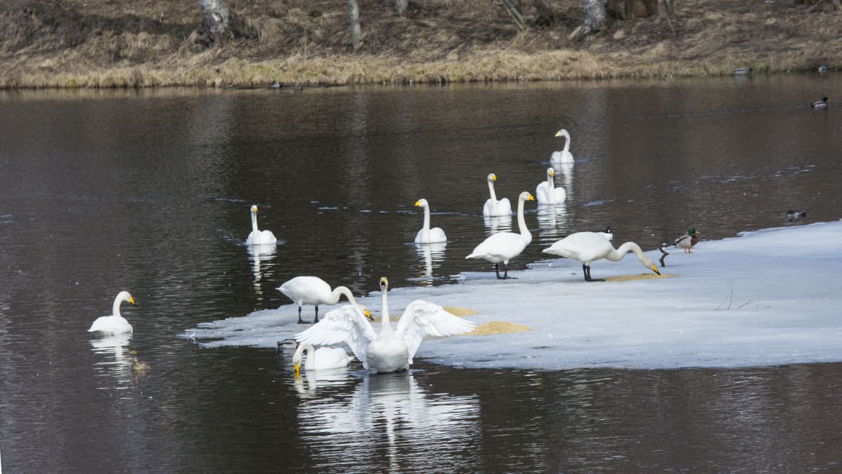 Laulujoutsenet uivat ja ruokailevat joessa.