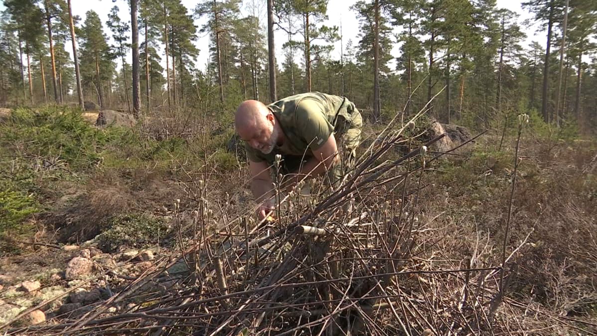 Mikko Turunen etsii käärmeitä risukasasta Kotkan Räskissä
