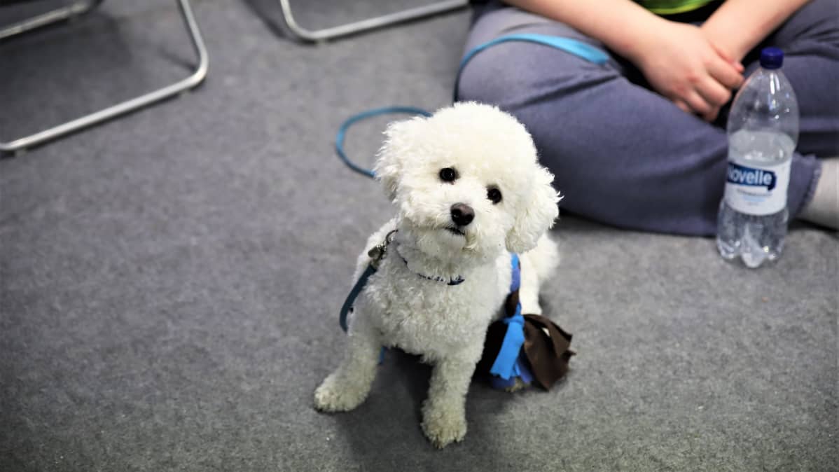 Bichon frise rotuinen koira istuu ja katsoo kameraan.