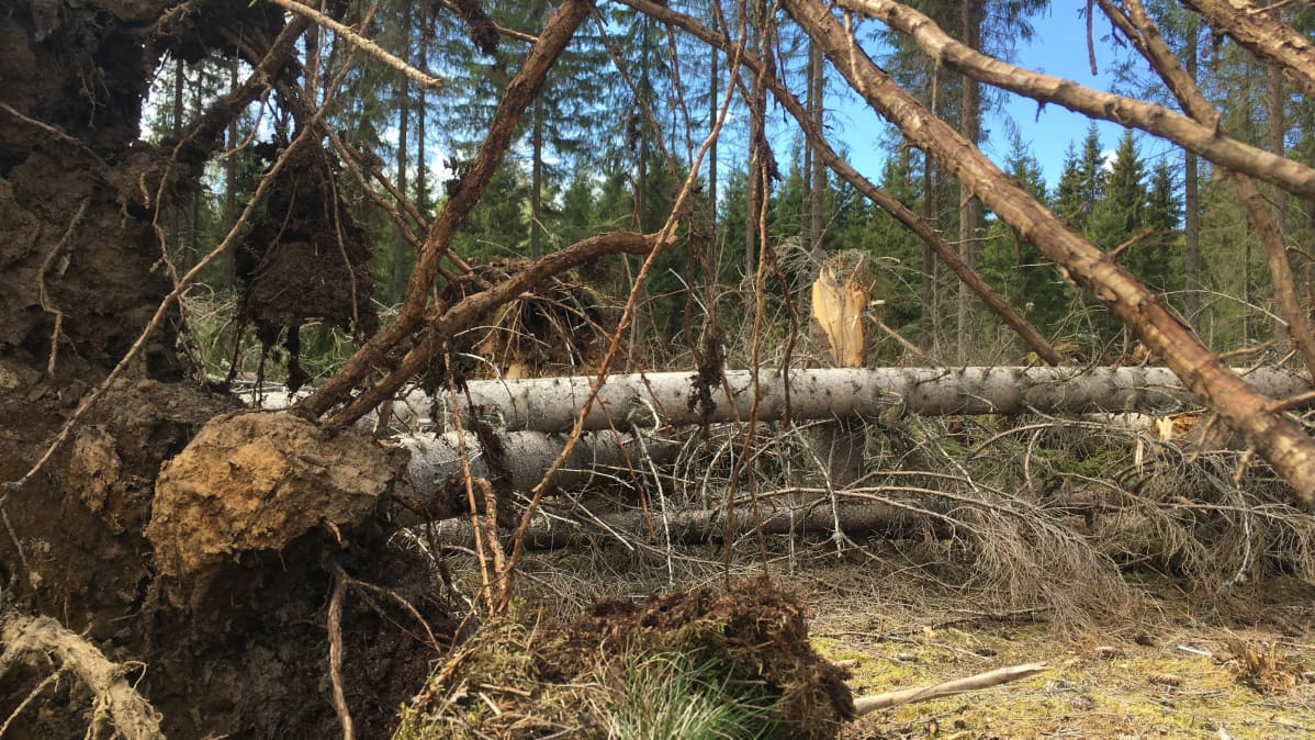 Kaatunut koivu, juuriltaan irronnut puu.