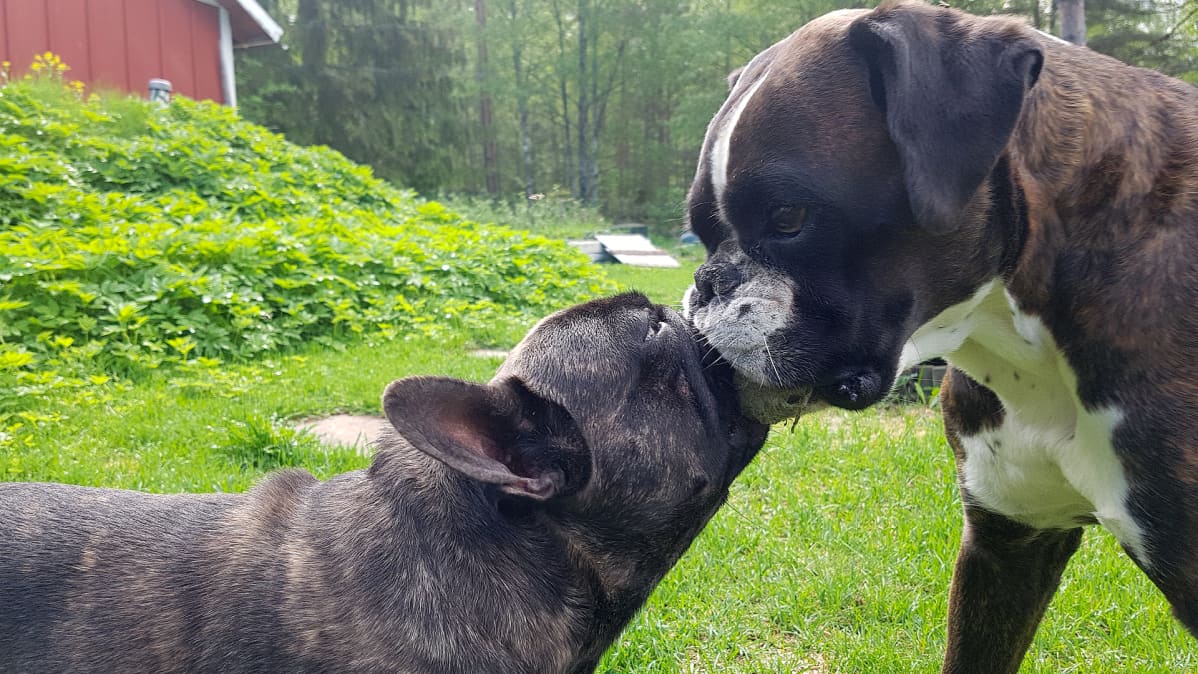 Ranskanbuldoggi ja Boxeri