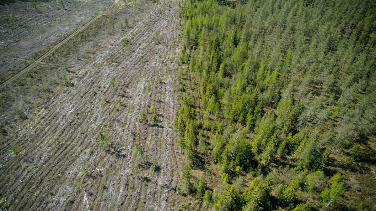 Avohakuuta ja jatkuvan kasvatuksen metsää