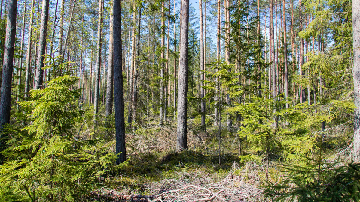 Jatkuvan kasvatuksen metsää