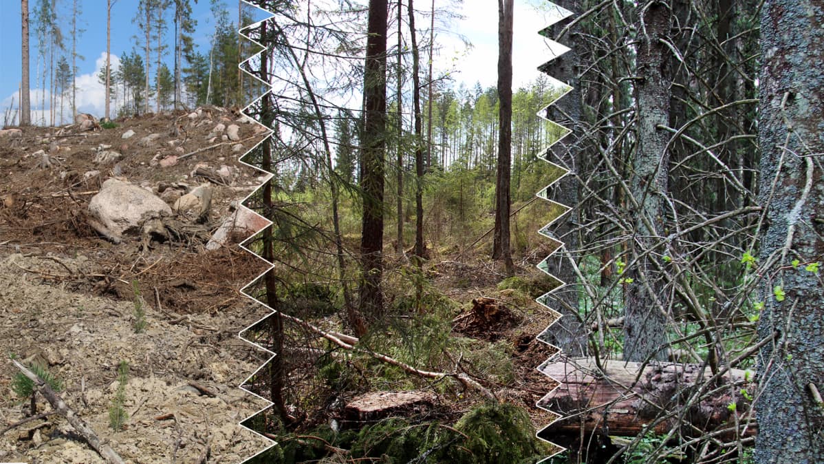 Eri tavoin käsiteltyjä metsäaloja