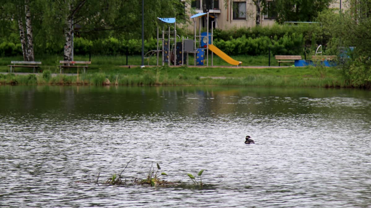 Härkälintu ja pesä