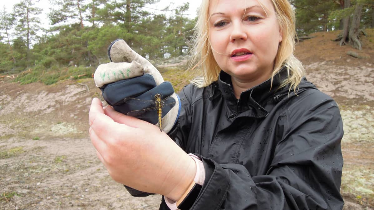 Talkooleirille osallistunut Julia pelasti sudenkorennon muurahaisten hyökkäykseltä.