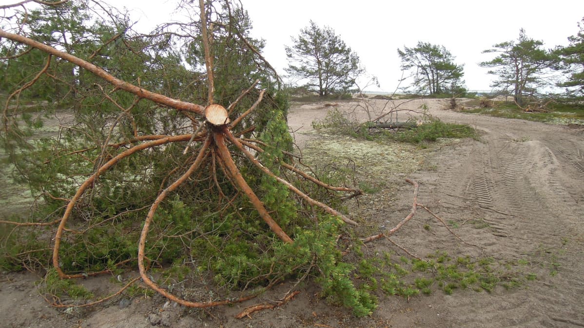 Tätä näkyä moni hankolainen kauhisteli etukäteen. Talkoolaiset haravoivat metsäkoneiden jäljet piiloon.