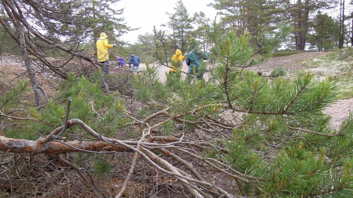 WWF:n ja Metsähallituksen talkooleiriläiset ahkeroivat Tulliniemellä viikon ajan.