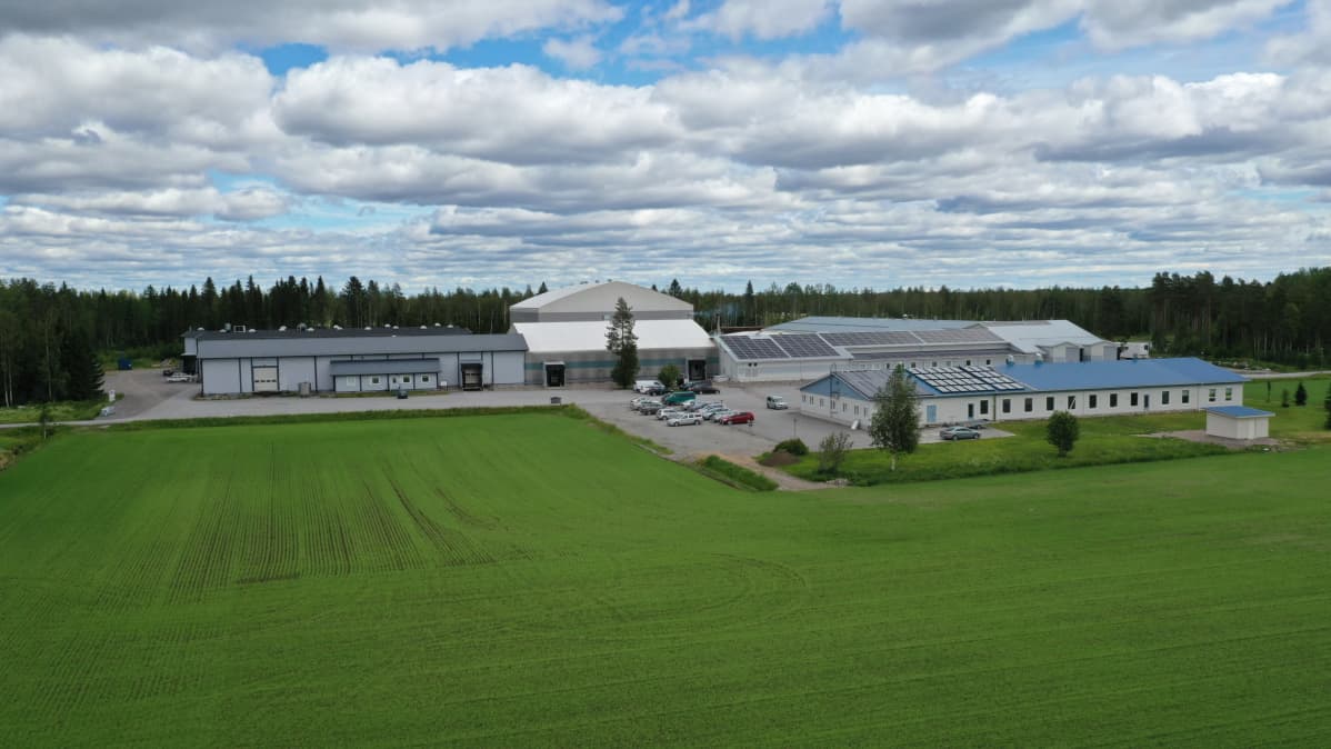 Finn Springin Härkänevan tehdas Toholammilla.