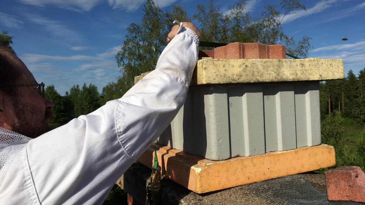 Hannu Luukinen asettaa mehiläispesää houkuttimeksi piipun päälle