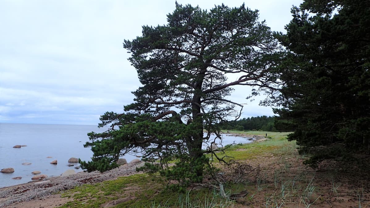 Lavansaaren eteläosaa heinäkuussa 2019.