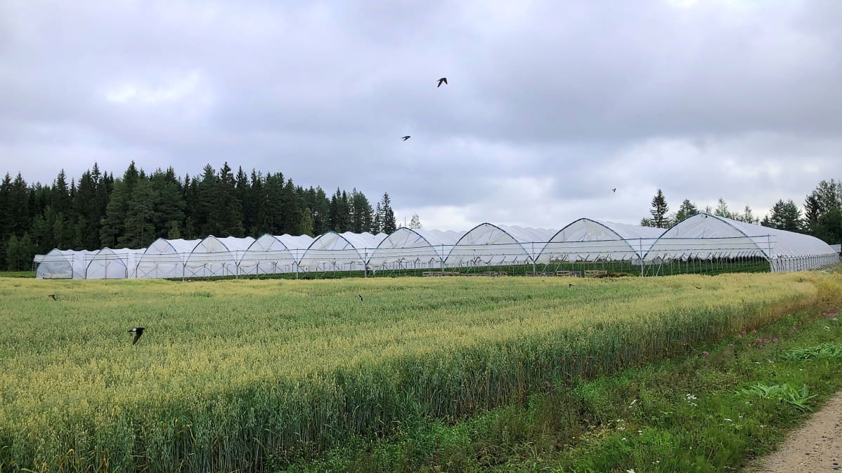 Kuvassa kausihuoneita