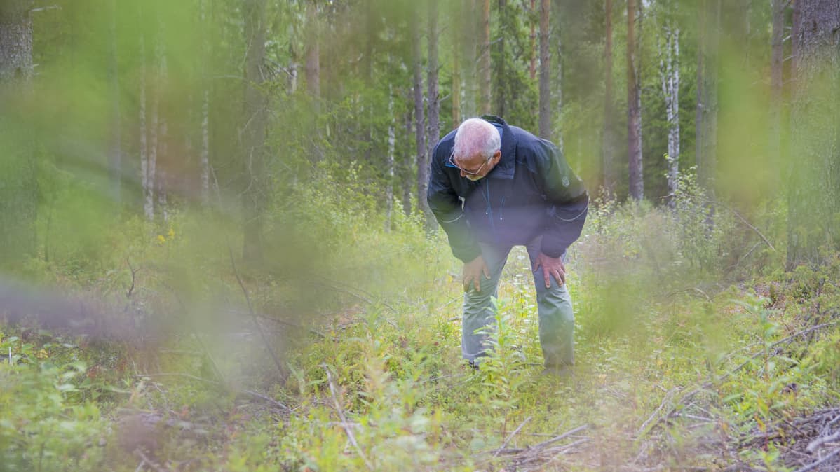 Mies kumartuu metsässä katsomaan marjojen varpuja.
