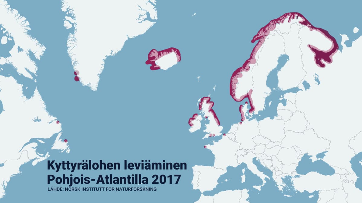 Kyttyrälohen leviäminen Atlantilla -kartta