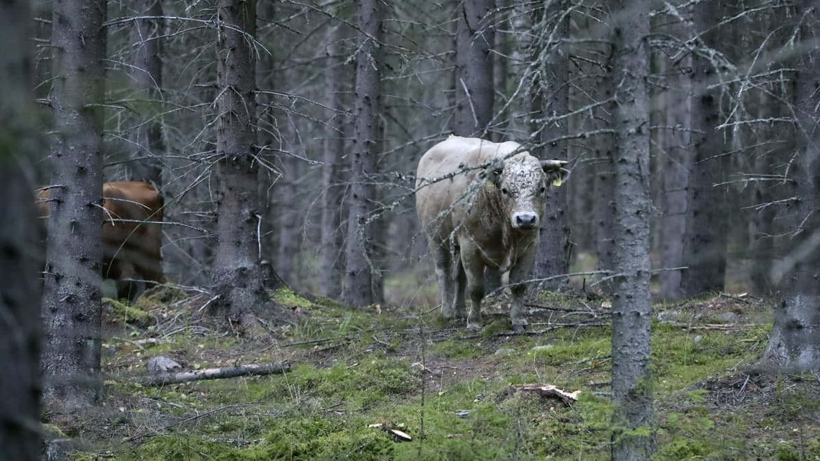 Karanneita nautoja metsässä Vehniällä Laukaassa.
