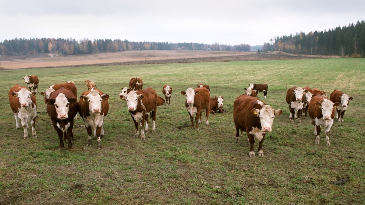 Karjaa laitumella.