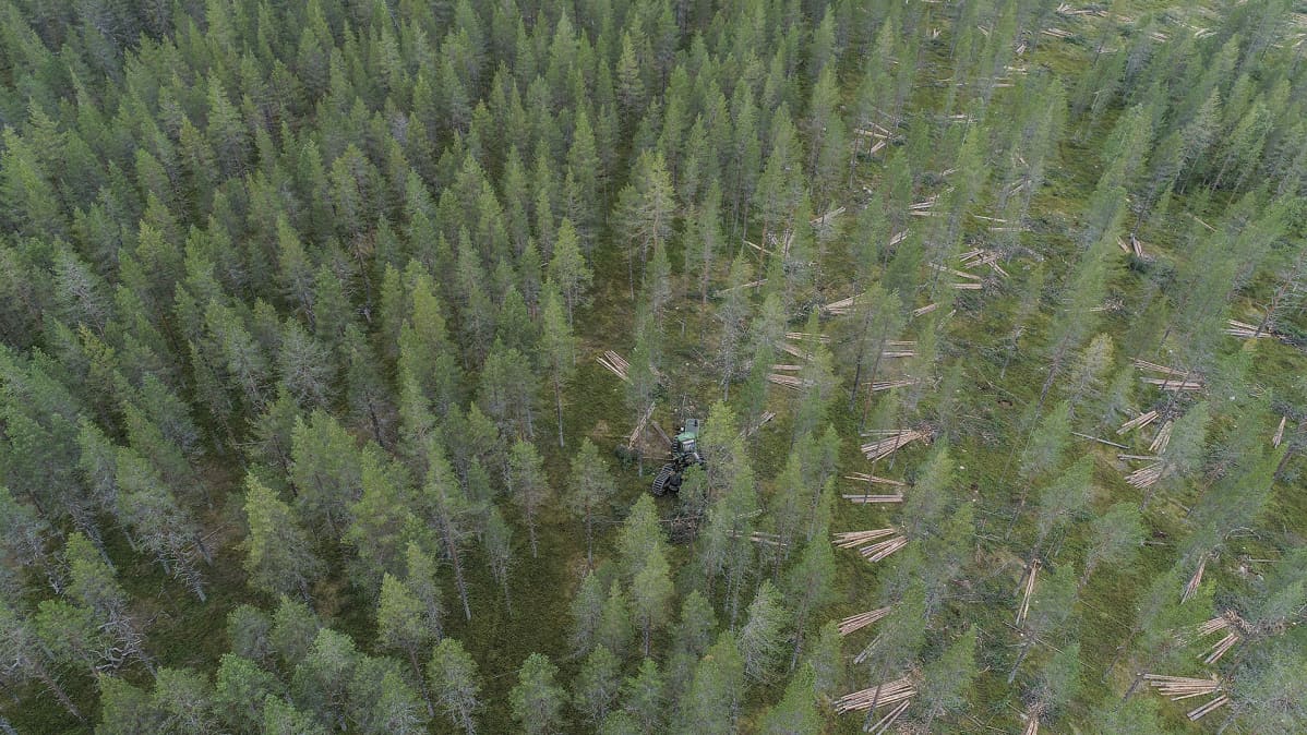 Metsää ja hakkuualuetta kuvattuna ilmasta.
