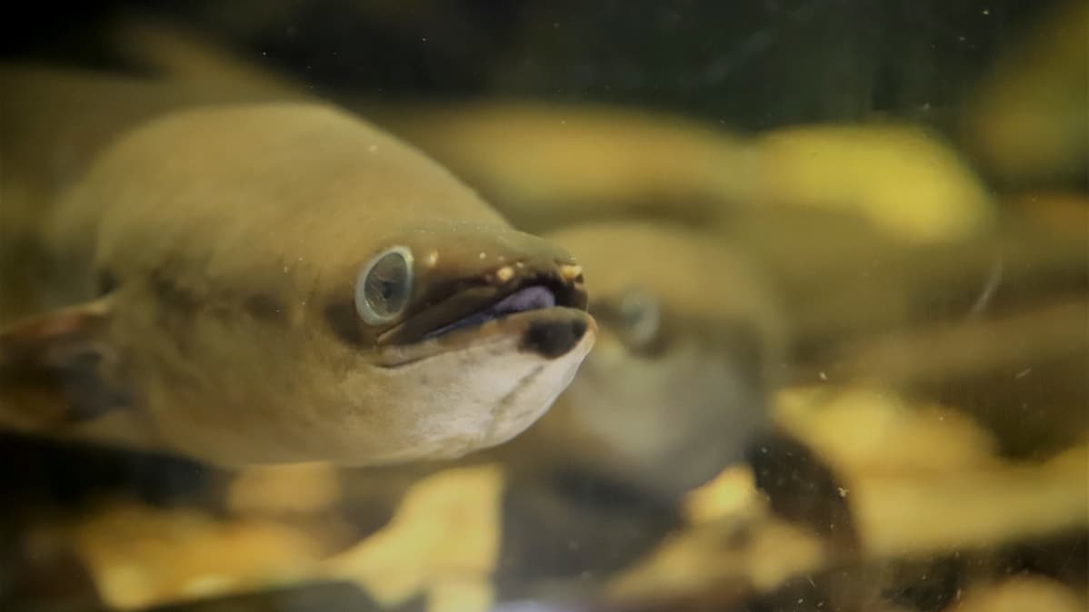 ankerias akvaariossa