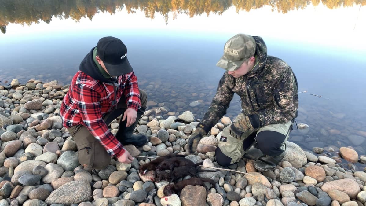 Pienpetojen metsästäjien yhden yön saalis Oulussa.