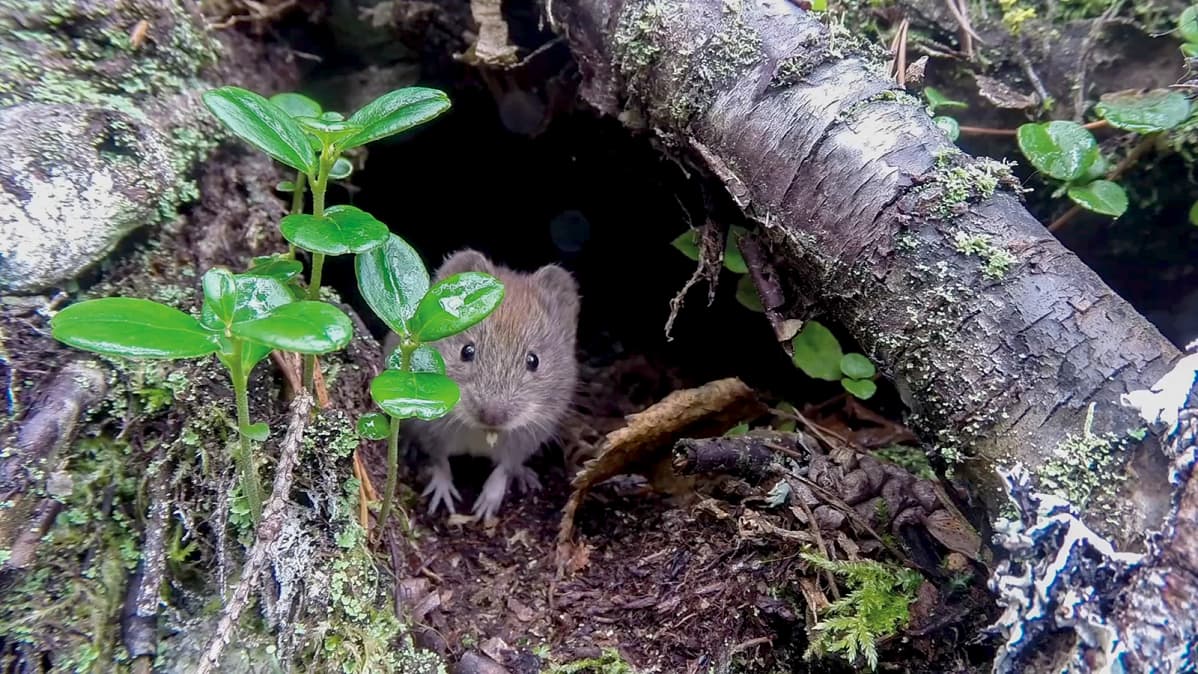 Metsämyyrät levittävät myyräkuumetta, joka voi tarttua ihmiseen. Niiden pohjoisraja menee Inarin korkeuksilla