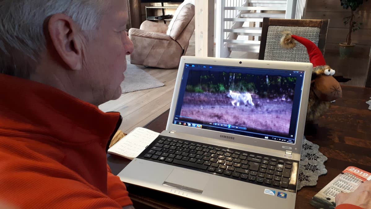 Pertti Vuorinen, susi tietokoneen näytöllä