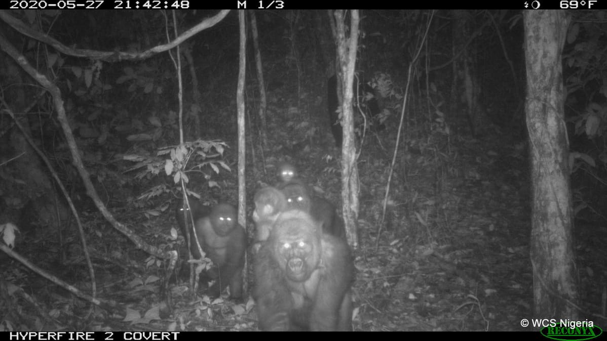YHDEN KERRAN KÄYTTÖOIKEUS Cross River gorilla group including adults and young of different
ages Mbe Mountains, Nigeria June 2020.