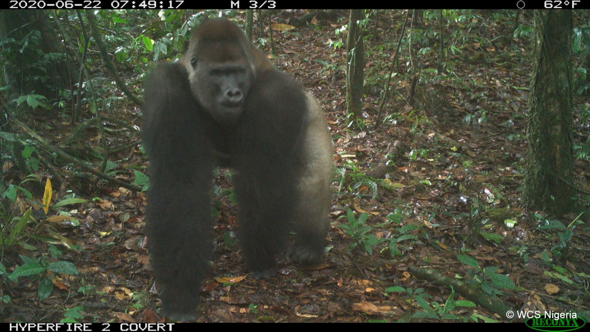 YHDEN KERRAN KÄYTTOIKEUS Cross River gorilla group including adults and young of different ages Mbe Mountains, Nigeria June 2020.