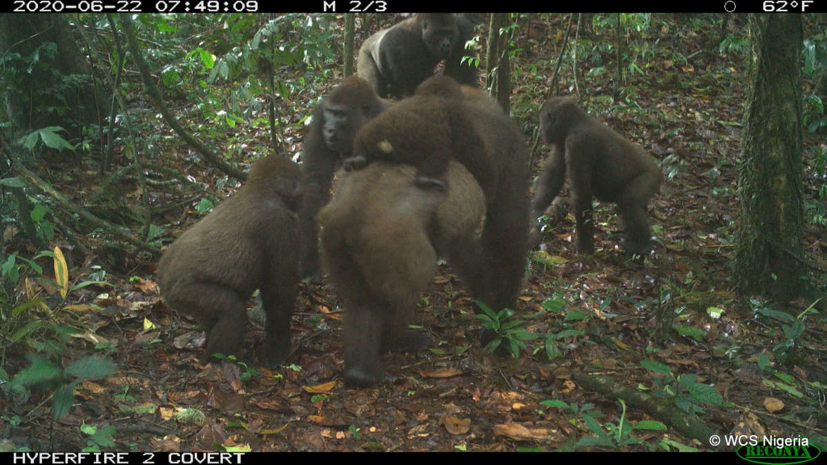 YHDEN KERRAN KÄYTTOIKEUS Cross River gorilla group including adults and young of different ages Mbe Mountains, Nigeria June 2020.