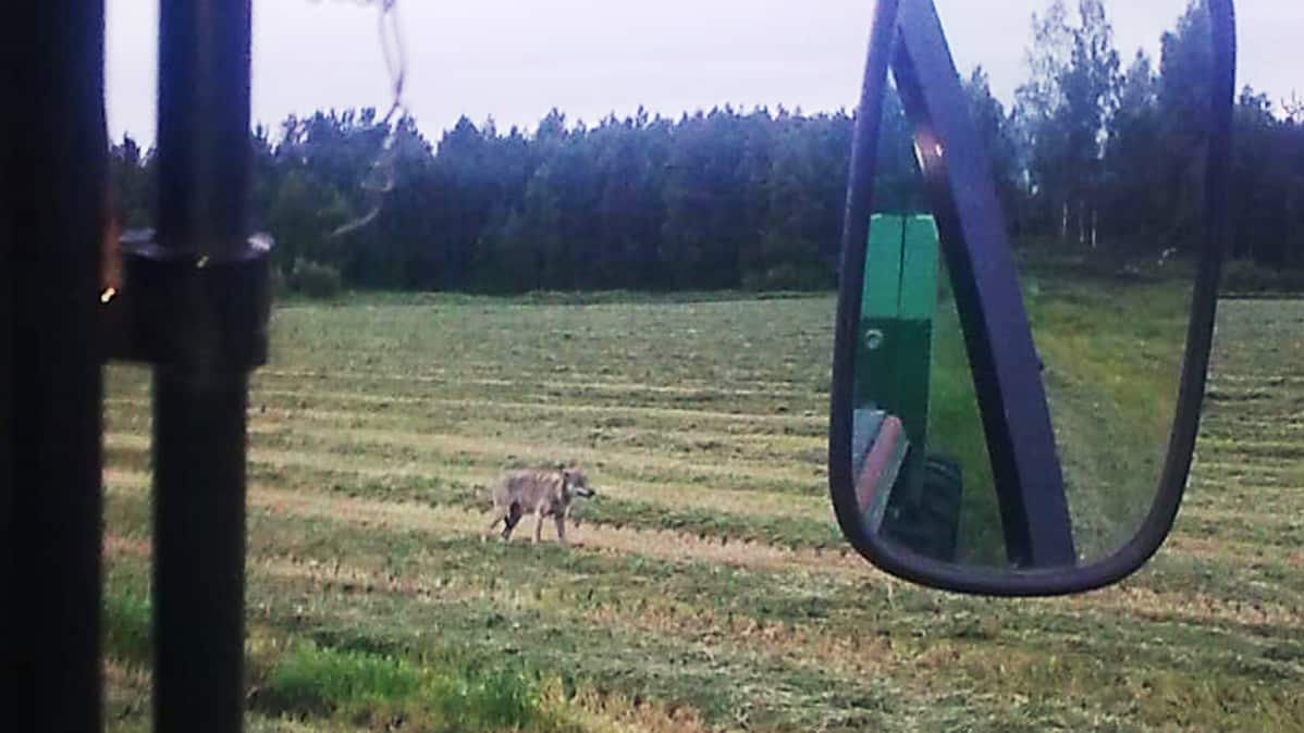 Susi pellolla kuvattuna traktorin kopista.