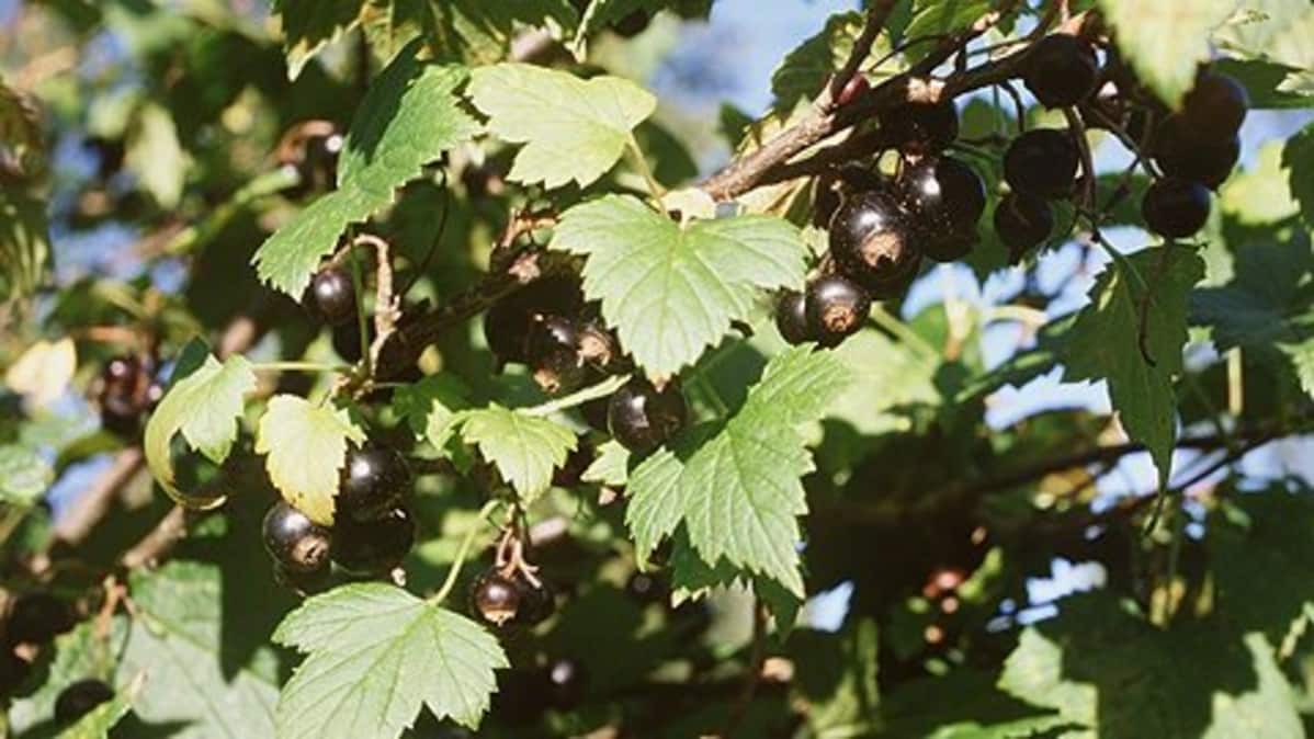 Mustaherukkapensas.