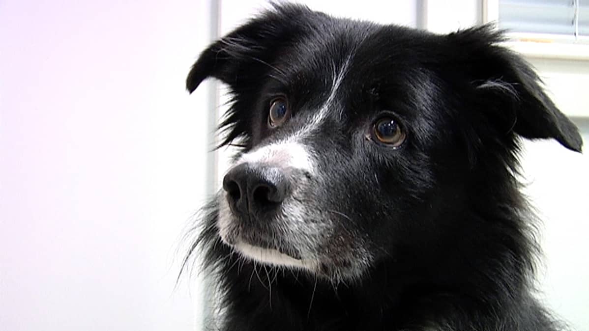 bordercollie Fjolle