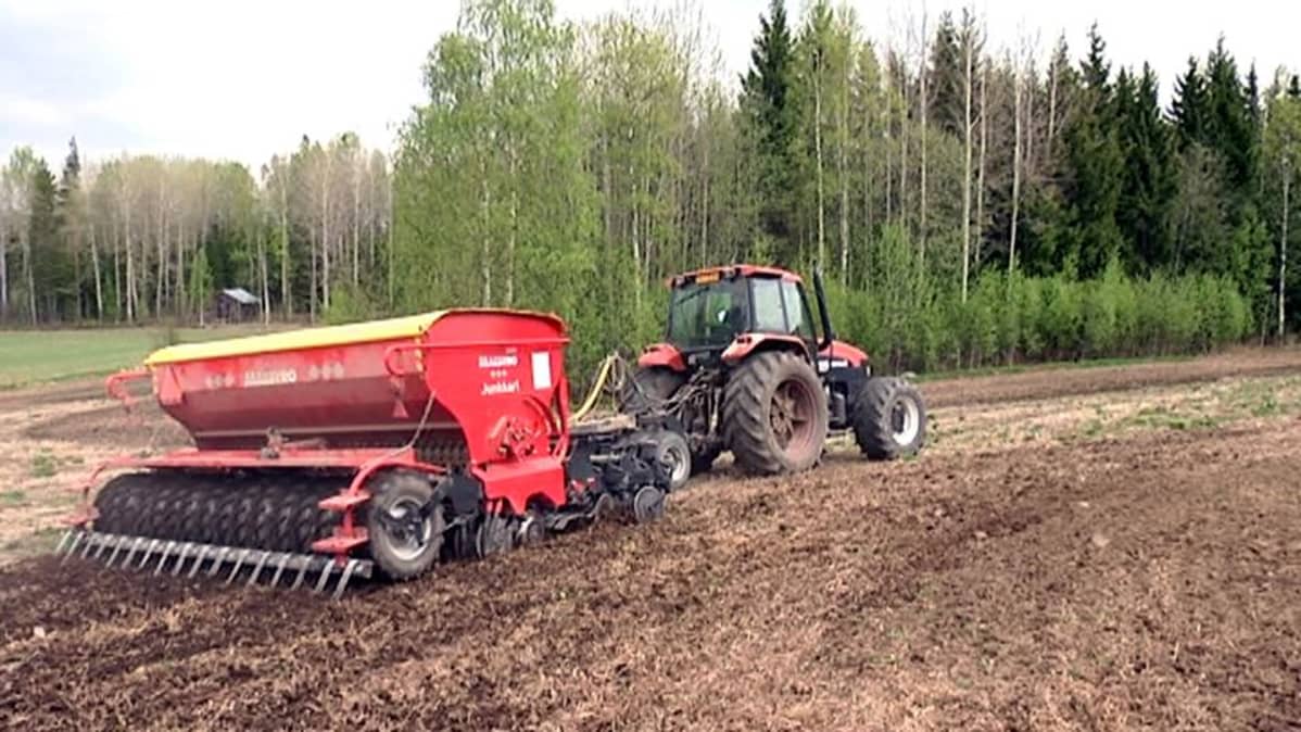 Vehnän suorakylvöä Taipalsaarella.