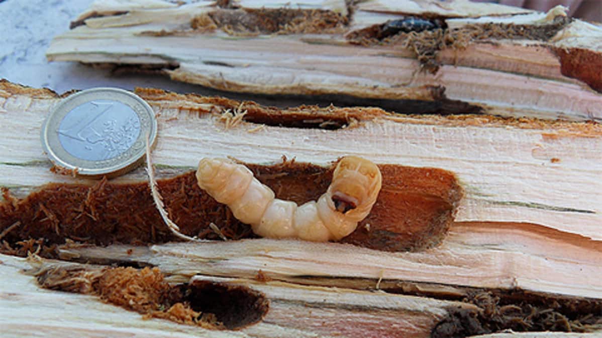 Aasianrunkojäärän (Anoplophora glabripennis) toukka,