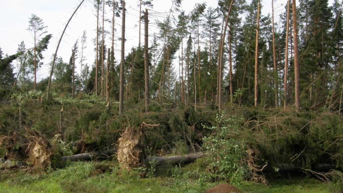 metsätuhoa