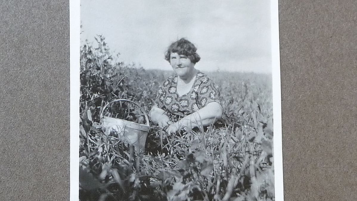 Ellen Svinhufvud viinimarjoja poimimassa. Kuva Sirkka ja Jorma Svinhufvudin kotialbumista.