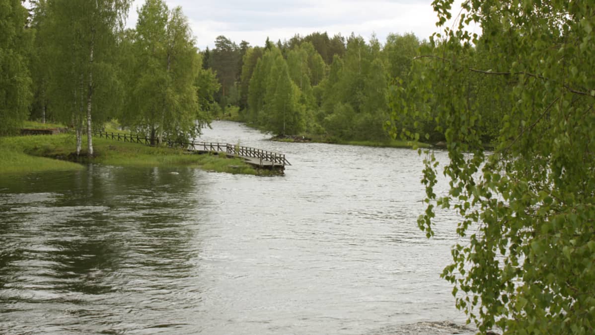 Koitajoki kesällä.